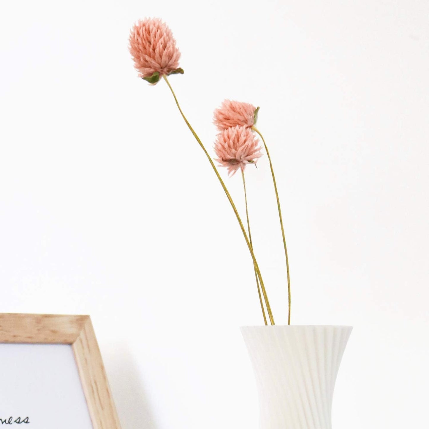 Dried Flower White Globe Amaranth Dry Flower Bundles 100% Naturally for Home Decor Party (Pink)