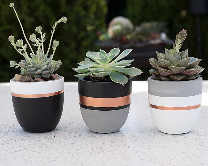 PASENITY Hand Painted Indoor Plant Pots, Set of 3 Modern Cement Succulent Pots with Drainage, Best Planters for Cactus, Herbs, Great Office & Home Gift Idea (Plants NOT Included), 3.5 Inch