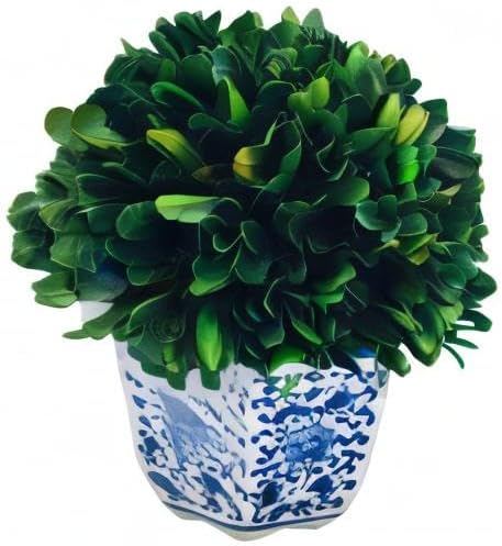 Galt International 7" Naturally Preserved Real Boxwood Ball in Hand-Painted Blue & White China Pot Planter Green Indoor Plant Home Decor (Small 7" Tall Topiary)