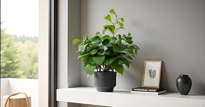 19" Artificial Ficus Plant in Textured Black Ceramic Planter Tall Faux Plant with Deep Green Leaves for Modern Home Office Shelf Bathroom Tabletop Indoor Decor