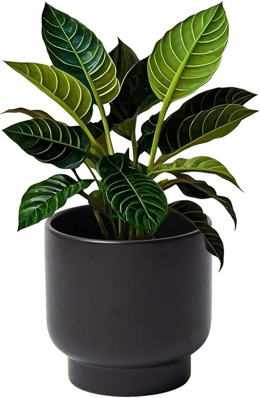 LB Black Ceramic Plant Pot for Indoor Plants, Succulent Planters Ceramic Plant Pots, Modern Flower Pots for Living Room Office Home Decor, Round Flower Pot of 4.3 Inch(Plant Not Included)