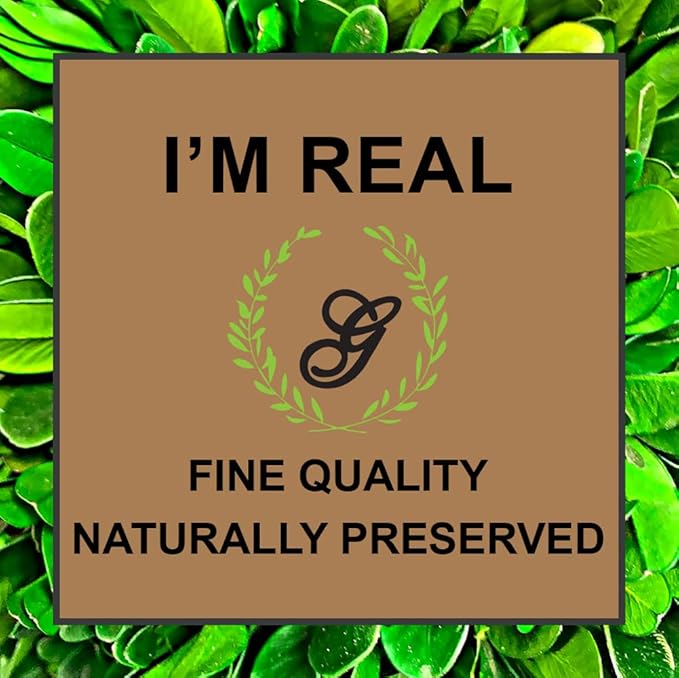 Galt International 9.5" Naturally Preserved Real Boxwood Ball in Hand-Painted Blue & White China Pot Planter Green Indoor Plant Home Decor (9.5" Tall Topiary)