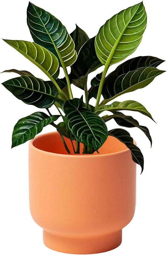 LB Orange Ceramic Planters for Indoor Plants, Succulent Plant Pots Ceramic Flower Pots, Modern Plant Pot for Living Room Office Home Decor, Round Flower Pot of 4.3 Inch(Plant Not Included)