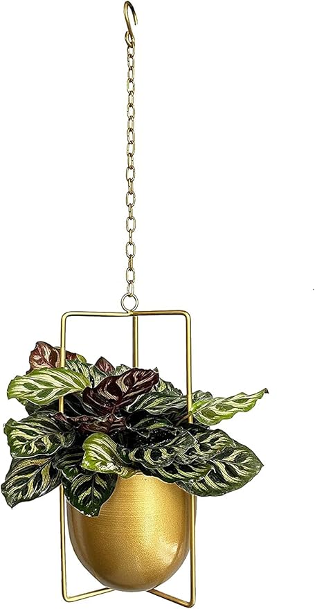 Metal Plant Hanger,Hanging Planters Indoor Hanging Flower Pots (Gold)…