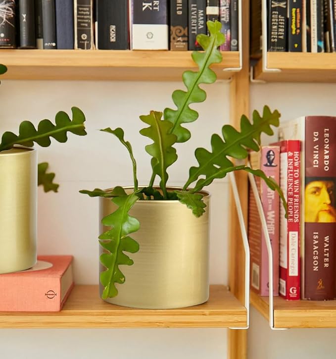 Vixdonos Metal Flower Pots Garden Planters Indoor Round Succulent Containers, Pack 2 Cactus Plant Pots with Drainage Hole (5.9inch+6.7inch, Gold)