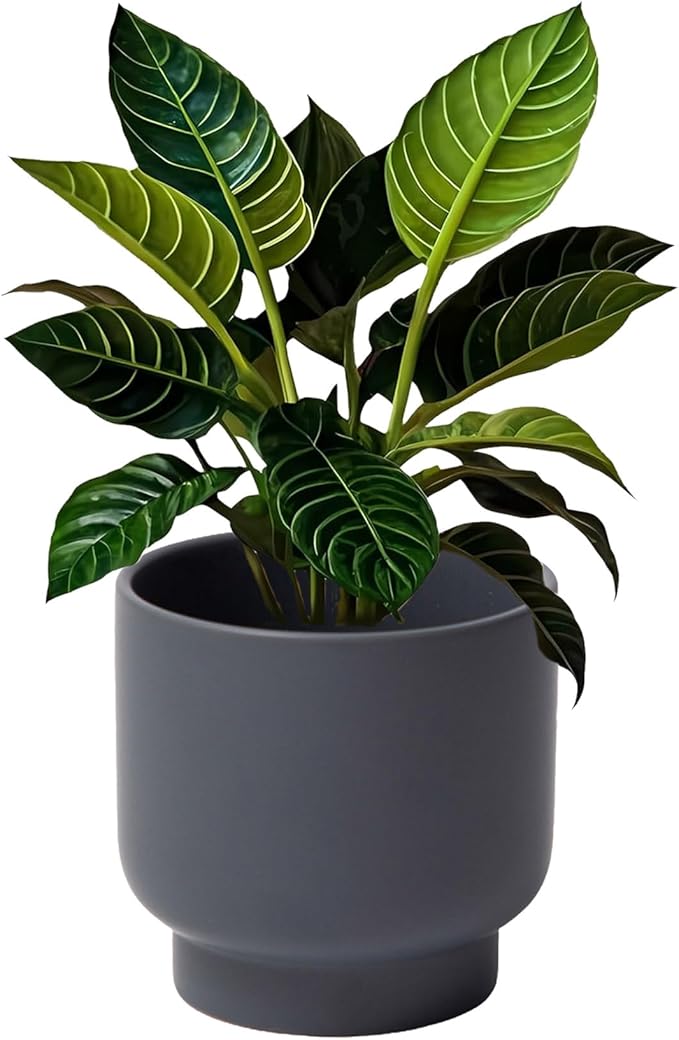 LB Grey Ceramic Planters for Indoor Plants, Succulent Plant Pots Ceramic Flower Pots, Modern Plant Pot for Living Room Office Home Decor, Round Flower Pot of 4.3 Inch(Plant Not Included)