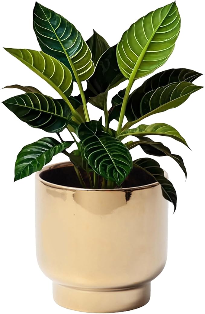 LB Gold Ceramic Planters for Indoor Plants, Succulent Plant Pots Ceramic Flower Pots, Modern Plant Pot for Living Room Office Home Decor, Round Flower Pot of 4.3 Inch(Plant Not Included)