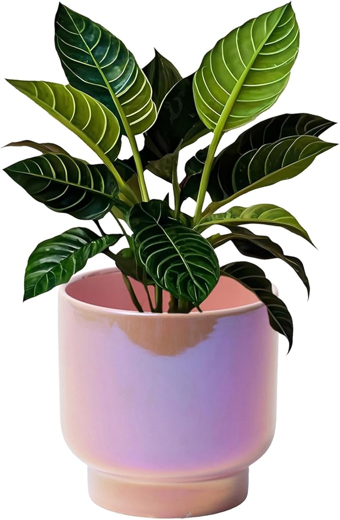 LB Pink Purple Ceramic Planters for Indoor Plants, Succulent Plant Pots Ceramic Plant Pot, Cute Flower Pots for Living Room Office Home Decor, Round Flower Pot of 4.3 Inch(Plant Not Included)