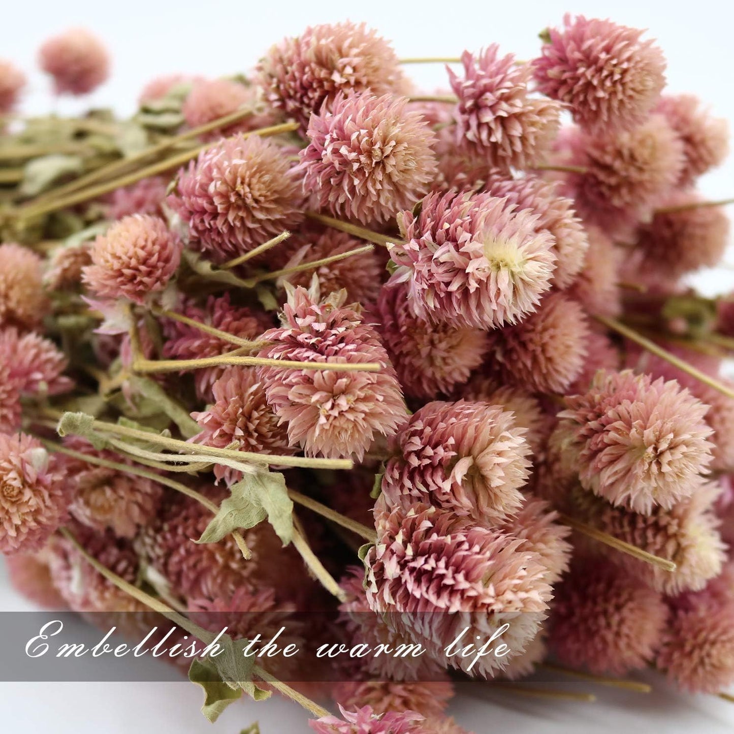 Dried Flower White Globe Amaranth Dry Flower Bundles 100% Naturally for Home Decor Party (Pink)