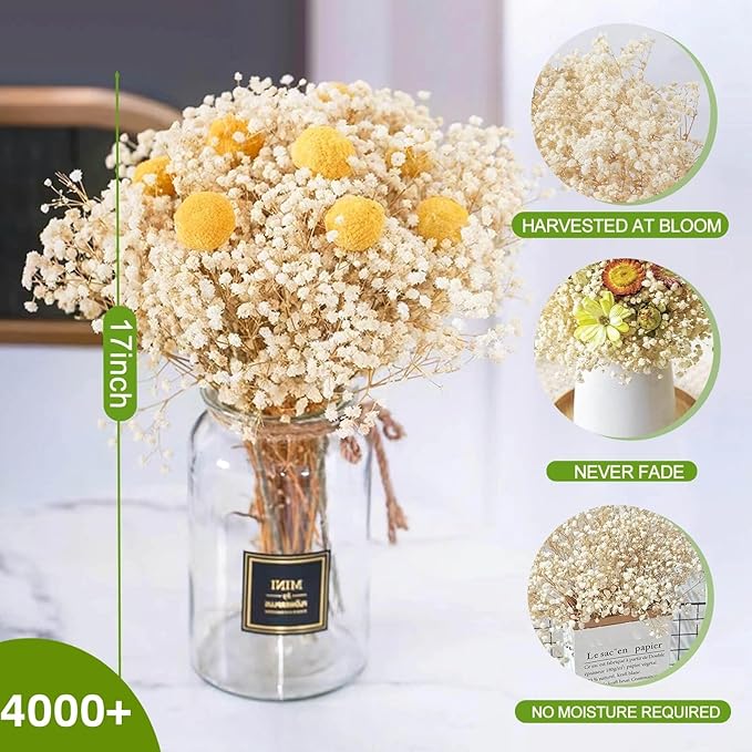 4000+ Dried Babys Breath Flowers Bulk - 17" Ivory White Dried Flower Bouquet, Real Natural Gypsophila Branches for Vase Filler, Wedding, Table Centerpiece, Home Decor, DIY Wreath Floral, Crafts
