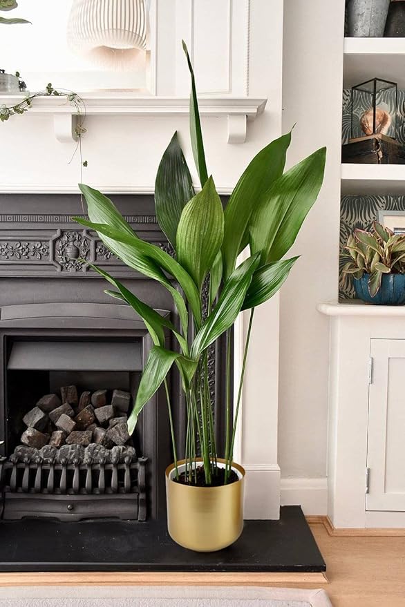 Vixdonos Large Gold Planters Metal Aloe Brass-Tone Plant Pots Indoor Decorative Flower Pots with Drain Holes(8+7.1Inch)