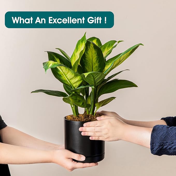 vancasso Ceramic Plant Pots, 3 Piece Planters for Indoor Plants, 4.25+5.25+6.25 Inch Flower Pots with Drainage, Plant Pots Indoor for Succulent, Pothos, Snake Plant and Money Tree, Etc (Black)