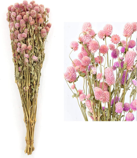 Dried Flower White Globe Amaranth Dry Flower Bundles 100% Naturally for Home Decor Party (Pink)