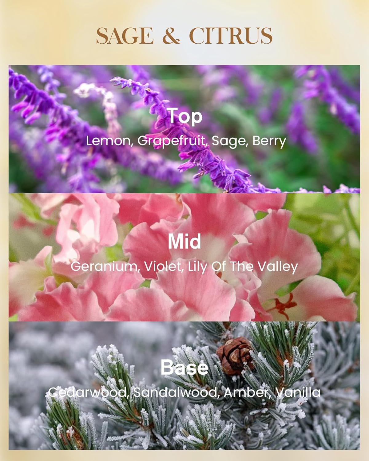 M&SENSE Extra Large Candle Sage Citrus Scented, 3-Wick 35oz 150H Long Lasting, Natural Soy Wax Aromatherapy Fall Winter Candle for Stress Relief, Home Fragrance Housewarming Gifts