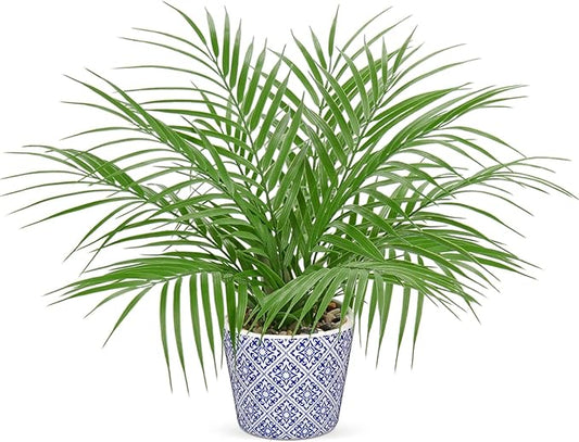 Hollyone Large Artificial Potted Plants Fake Palm Plants 16" Faux Green Plant Plastic Tropical Palm Tree in Blue and White Ceramic Pots Bohemian for Home Room Office House Indoor Decoration