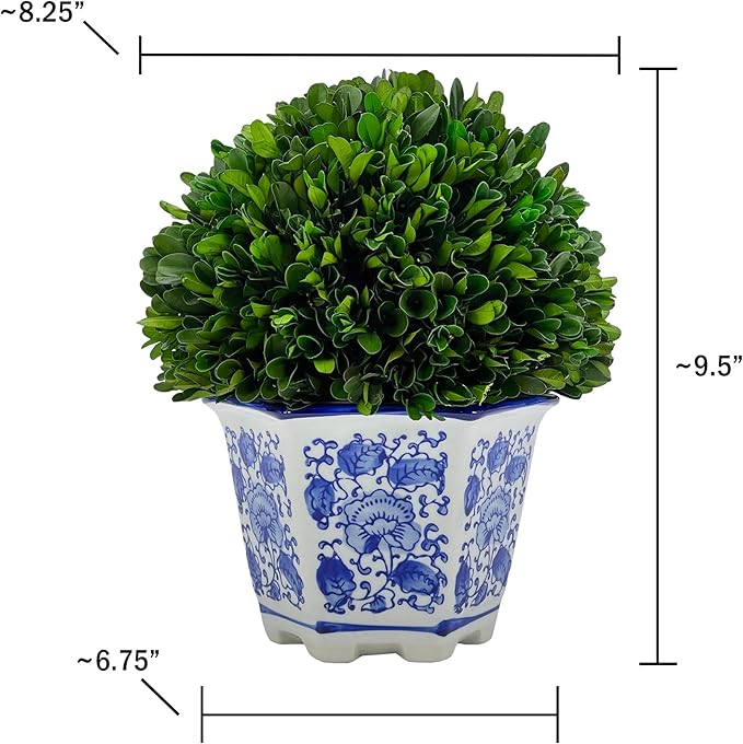 Galt International 9.5" Naturally Preserved Real Boxwood Ball in Hand-Painted Blue & White China Pot Planter Green Indoor Plant Home Decor (9.5" Tall Topiary)