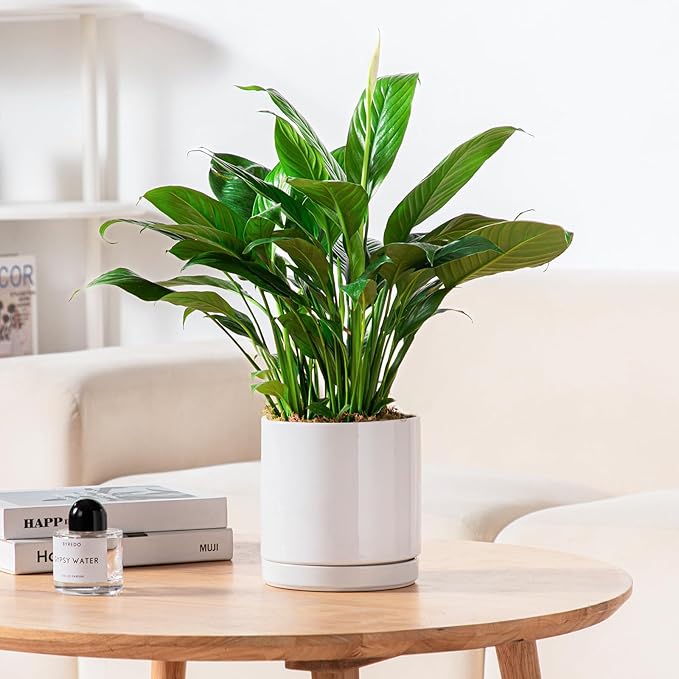 vancasso Ceramic Plant Pots, 3 Piece Planters for Indoor Plants, 4.25+5.25+6.25 Inch Flower Pots with Drainage, Plant Pots Indoor for Succulent, Pothos, Snake Plant and Money Tree, Etc (White)