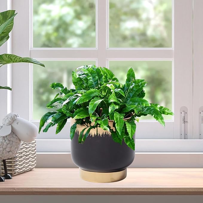 LB Black Gold Ceramic Planters for Indoor Plants, Succulent Plant Pots Ceramic Plant Pot, Modern Flower Pots for Living Room Office Home Decor, Round Flower Pot of 4.3 Inch(Plant Not Included)