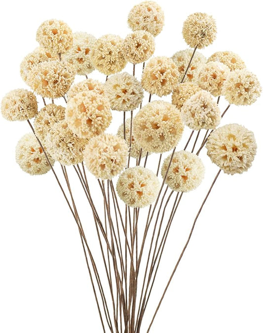 24 PCS Dried Craspedia Billy Balls Flowers, 18” Natural Dried Flowers Bouquet for Vase Floral Arrangements Wedding Table Centerpieces Party DIY Home Decor (White)