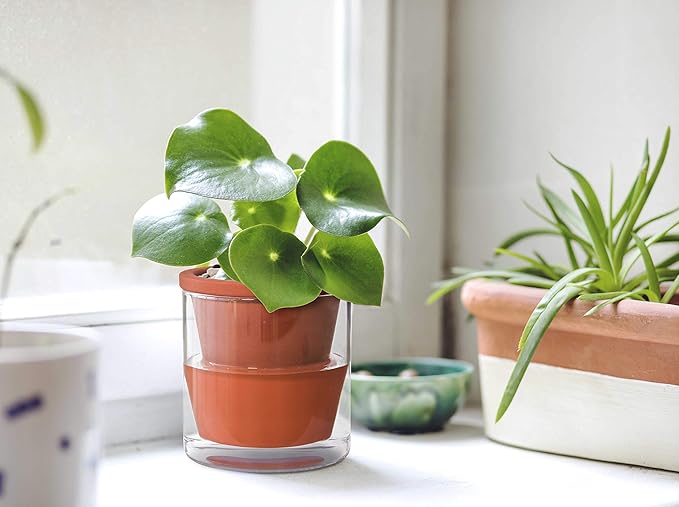 D'vine Dev 4 Inch Design Self Watering Pot for Indoor Plants, Terracotta Planter with Cylinder Glass Cup, 37-X-A-1