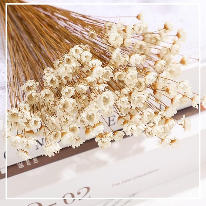 500 Pcs Natural Dry Flowers Mini Chamomile Small Star Daisy Dried Flowers Decorative White Daisy Bouquet for Wedding Vase Arrangements Decorations