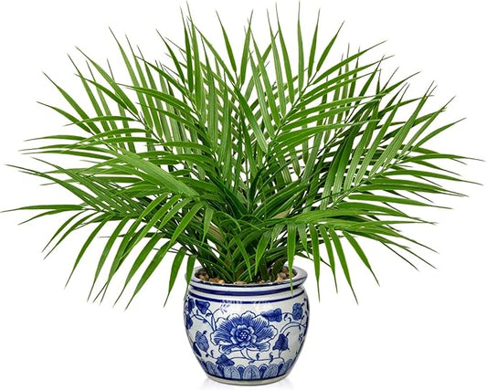 Hollyone Large Artificial Potted Plants Fake Palm Plants 16" Faux Green Plant Plastic Tropical Palm Tree in Blue and White Porcelain Ceramic Pots for Home Room Office House Indoor Decoration