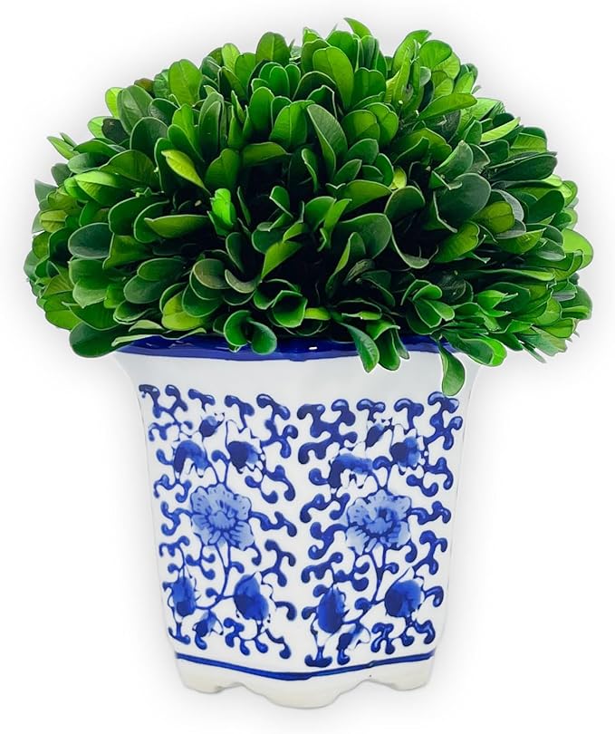 Galt International 7" Naturally Preserved Real Boxwood Ball in Hand-Painted Blue & White China Pot Planter Green Indoor Plant Home Decor (Small 7" Tall Topiary)