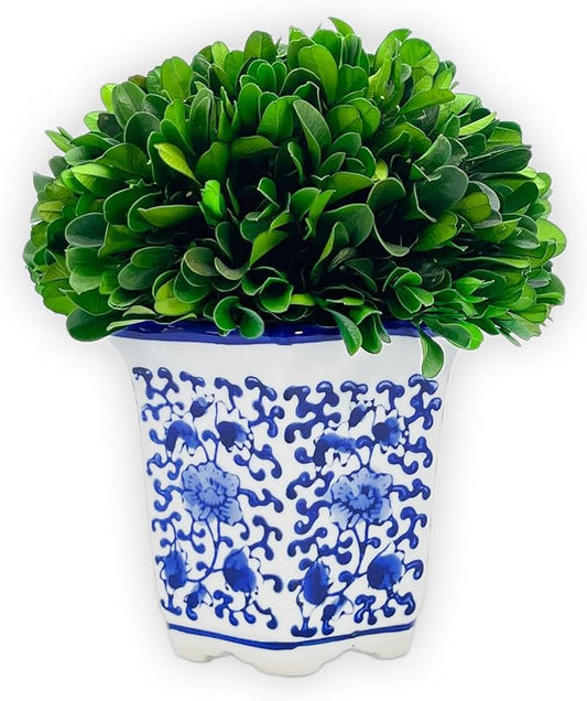 Galt International 7" Naturally Preserved Real Boxwood Ball in Hand-Painted Blue & White China Pot Planter Green Indoor Plant Home Decor (Small 7" Tall Topiary)
