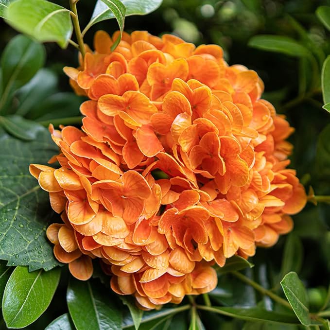 3PCS 22 inch Realistic Artificial Hydrangea Large Real Touch Flowers Artificial Flowers Dry Flowers Outdoor Wedding Christmas Office Family Party Living Room Table Decoration (Orange)