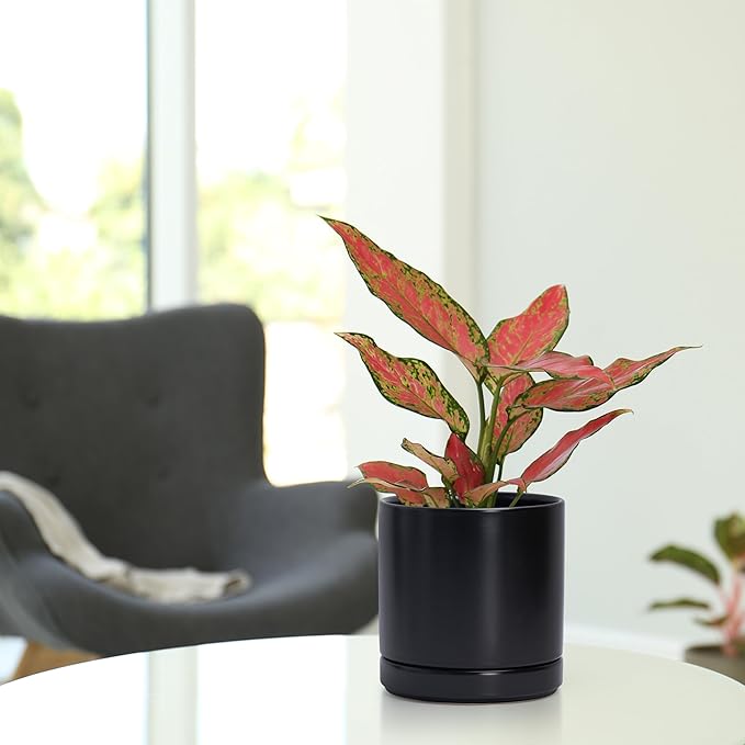 D'vine Dev 6.5 Inch Ceramic Planter Pot with Drainage Hole and Saucer, Indoor Cylinder Round Flower Pot, Black, 94-O-C-2