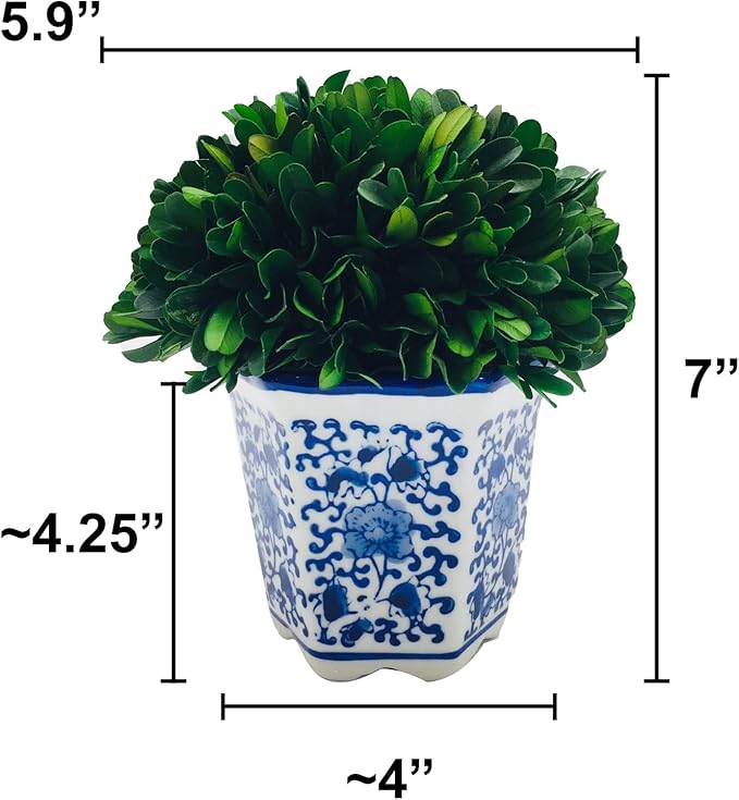 Galt International 7" Naturally Preserved Real Boxwood Ball in Hand-Painted Blue & White China Pot Planter Green Indoor Plant Home Decor (Small 7" Tall Topiary)
