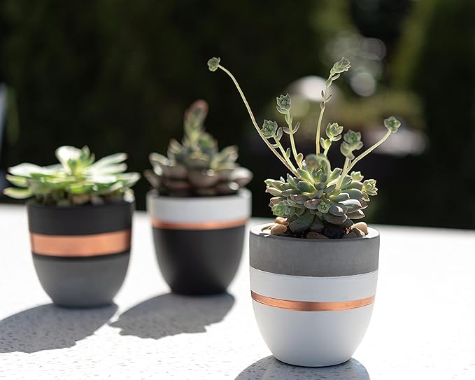 PASENITY Hand Painted Indoor Plant Pots, Set of 3 Modern Cement Succulent Pots with Drainage, Best Planters for Cactus, Herbs, Great Office & Home Gift Idea (Plants NOT Included), 3.5 Inch
