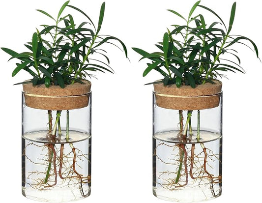 Separated Desktop Glass Flower Vases - Ideal Plants Propagation Stations for Living Room, Bedroom Decoration,Home Decor (2)