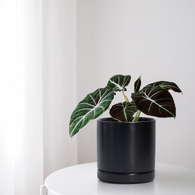 D'vine Dev Set of 2 Plants Pots, 6.5 Inch Ceramic Planter Pot for Plants with Drainage Hole and Saucer, Black, 94-V-C-2