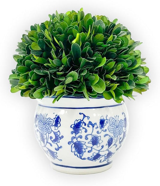 Galt International 7" Naturally Preserved Real Boxwood Ball in Hand-Painted Blue & White Round Bulb China Pot Planter Green Indoor Plant Home Decor (Small 7" Tall Topiary)
