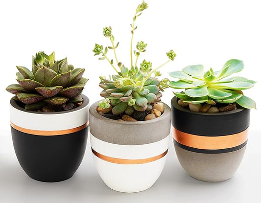 PASENITY Hand Painted Indoor Plant Pots, Set of 3 Modern Cement Succulent Pots with Drainage, Best Planters for Cactus, Herbs, Great Office & Home Gift Idea (Plants NOT Included), 3.5 Inch