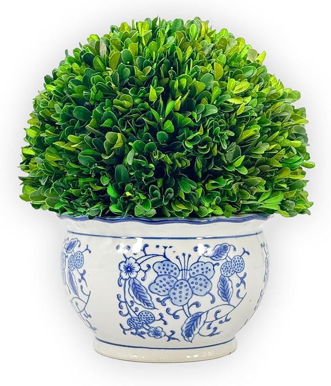 Galt International 11" Naturally Preserved Real Boxwood Ball in Hand-Painted Round Bulb Blue & White China Pot Planter Green Indoor Plant Home Decor (11" Topiary)
