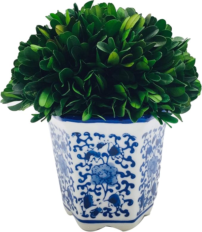 Galt International 7" Naturally Preserved Real Boxwood Ball in Hand-Painted Blue & White China Pot Planter Green Indoor Plant Home Decor (Small 7" Tall Topiary)