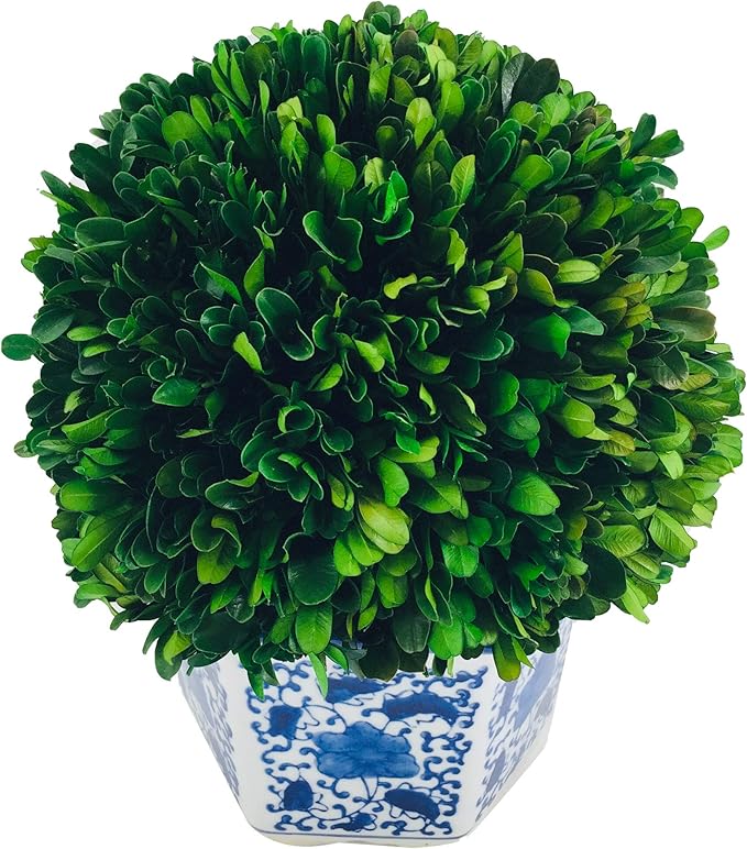 Galt International 11" Naturally Preserved Real Boxwood Ball in Hand-Painted Blue & White China Pot Planter Green Indoor Plant Home Decor (11" Tall Topiary)