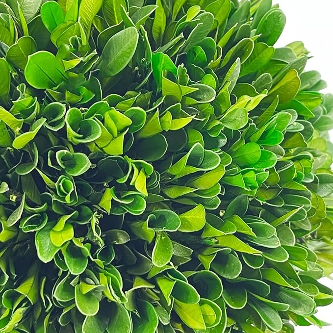 Galt International 9.5" Naturally Preserved Real Boxwood Ball in Hand-Painted Blue & White China Pot Planter Green Indoor Plant Home Decor (9.5" Tall Topiary)