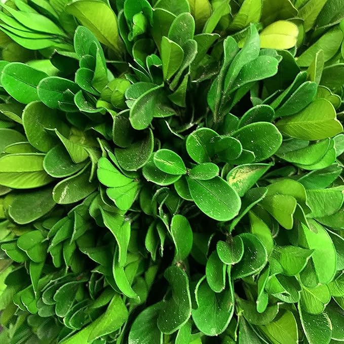 Galt International 7" Naturally Preserved Real Boxwood Ball in Hand-Painted Blue & White China Pot Planter Green Indoor Plant Home Decor (Small 7" Tall Topiary)