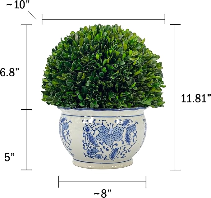 Galt International 11" Naturally Preserved Real Boxwood Ball in Hand-Painted Round Bulb Blue & White China Pot Planter Green Indoor Plant Home Decor (11" Topiary)