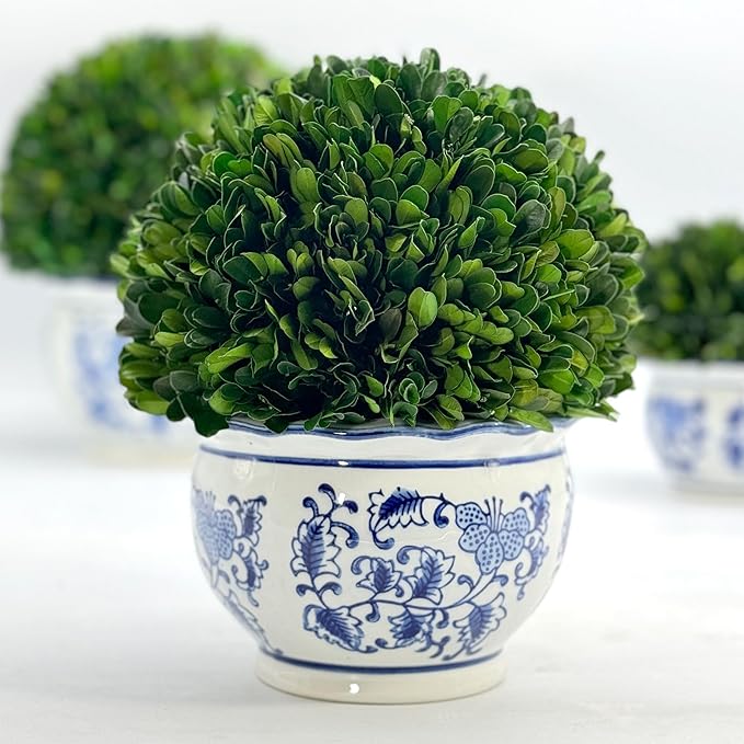 Galt International 9.5" Naturally Preserved Real Boxwood Ball in Hand-Painted Round Bulb Blue & White China Pot Planter Green Indoor Plant Home Decor (9.5" Tall Topiary)