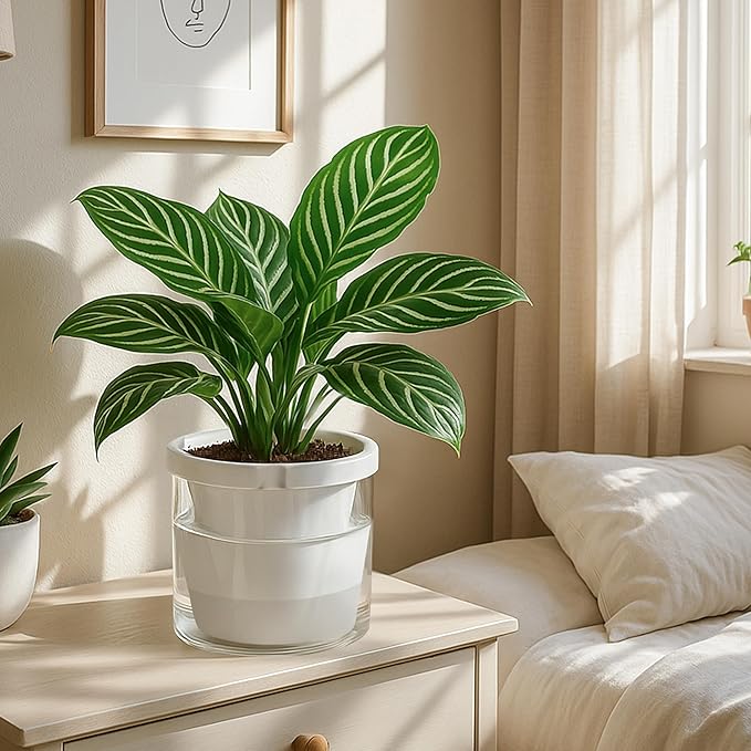 D'vine Dev 8 Inch Design Self Watering Planter for Indoor Plants, White Terracotta Pots with Cylinder Glass Cup, 37-X-C-2