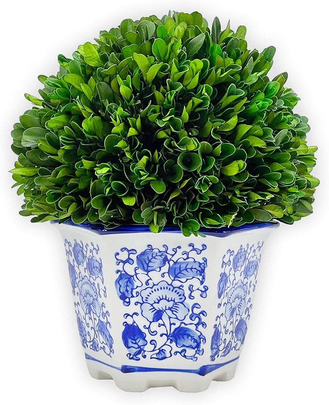 Galt International 9.5" Naturally Preserved Real Boxwood Ball in Hand-Painted Blue & White China Pot Planter Green Indoor Plant Home Decor (9.5" Tall Topiary)