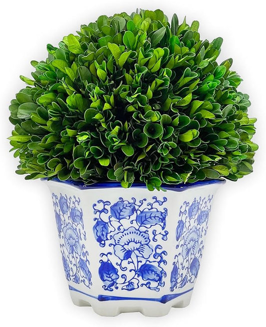 Galt International 9.5" Naturally Preserved Real Boxwood Ball in Hand-Painted Blue & White China Pot Planter Green Indoor Plant Home Decor (9.5" Tall Topiary)