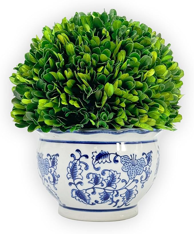 Galt International 9.5" Naturally Preserved Real Boxwood Ball in Hand-Painted Round Bulb Blue & White China Pot Planter Green Indoor Plant Home Decor (9.5" Tall Topiary)