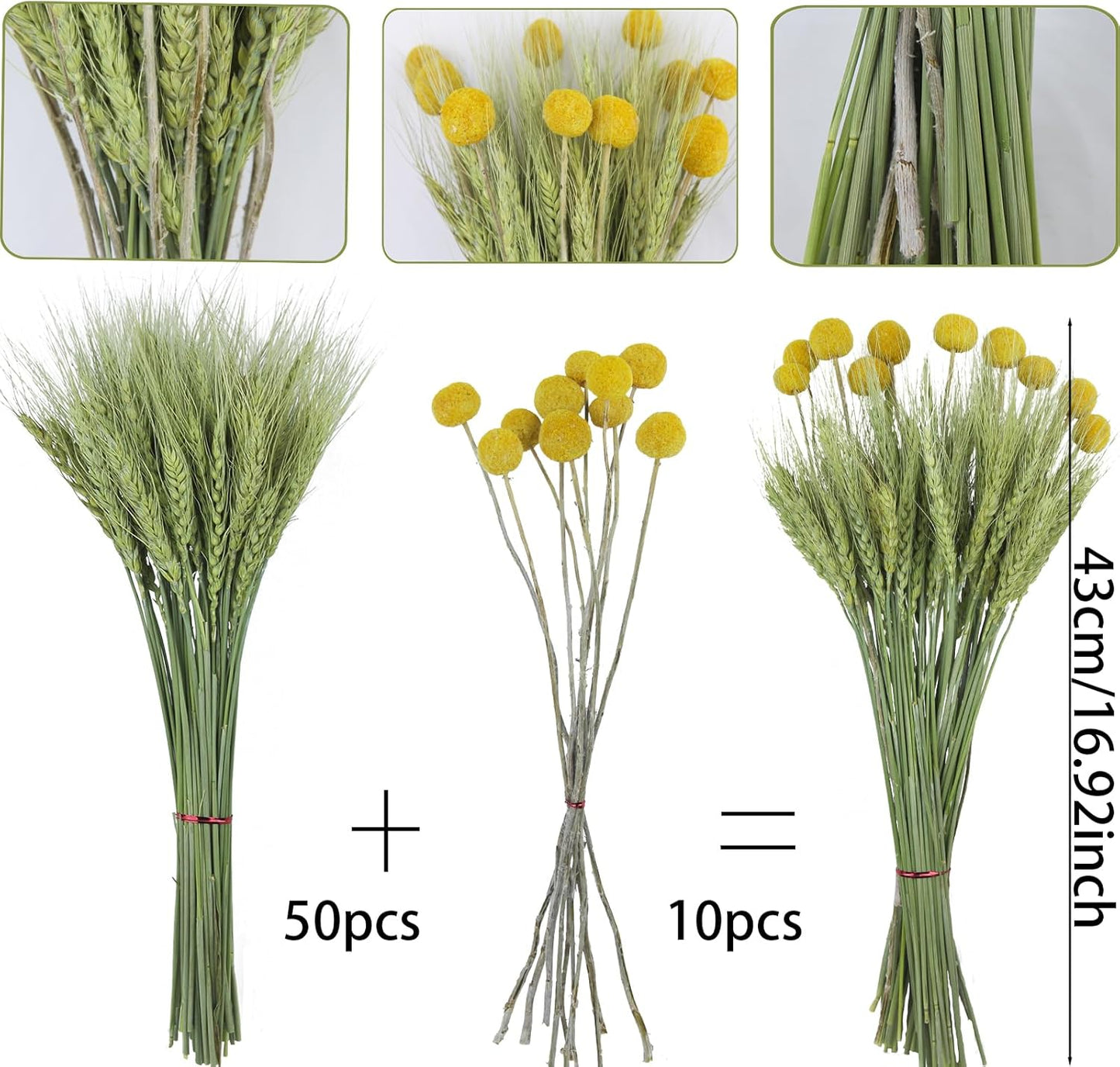 CISDUEO 60 Pcs Dried Wheat Stalks Bundle Natural Dried Flowers Craspedia Billy Balls Flowers Billy Buttons Dried Floral Bouquet Arrangements for Wedding Party Table Centerpiece Decor Farmhouse DIY