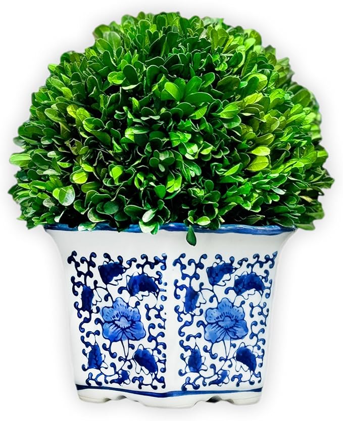Galt International 11" Naturally Preserved Real Boxwood Ball in Hand-Painted Blue & White China Pot Planter Green Indoor Plant Home Decor (11" Tall Topiary)