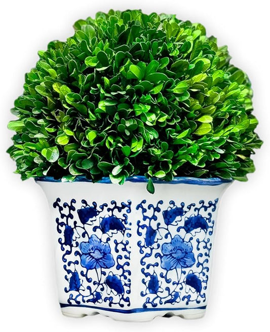 Galt International 11" Naturally Preserved Real Boxwood Ball in Hand-Painted Blue & White China Pot Planter Green Indoor Plant Home Decor (11" Tall Topiary)